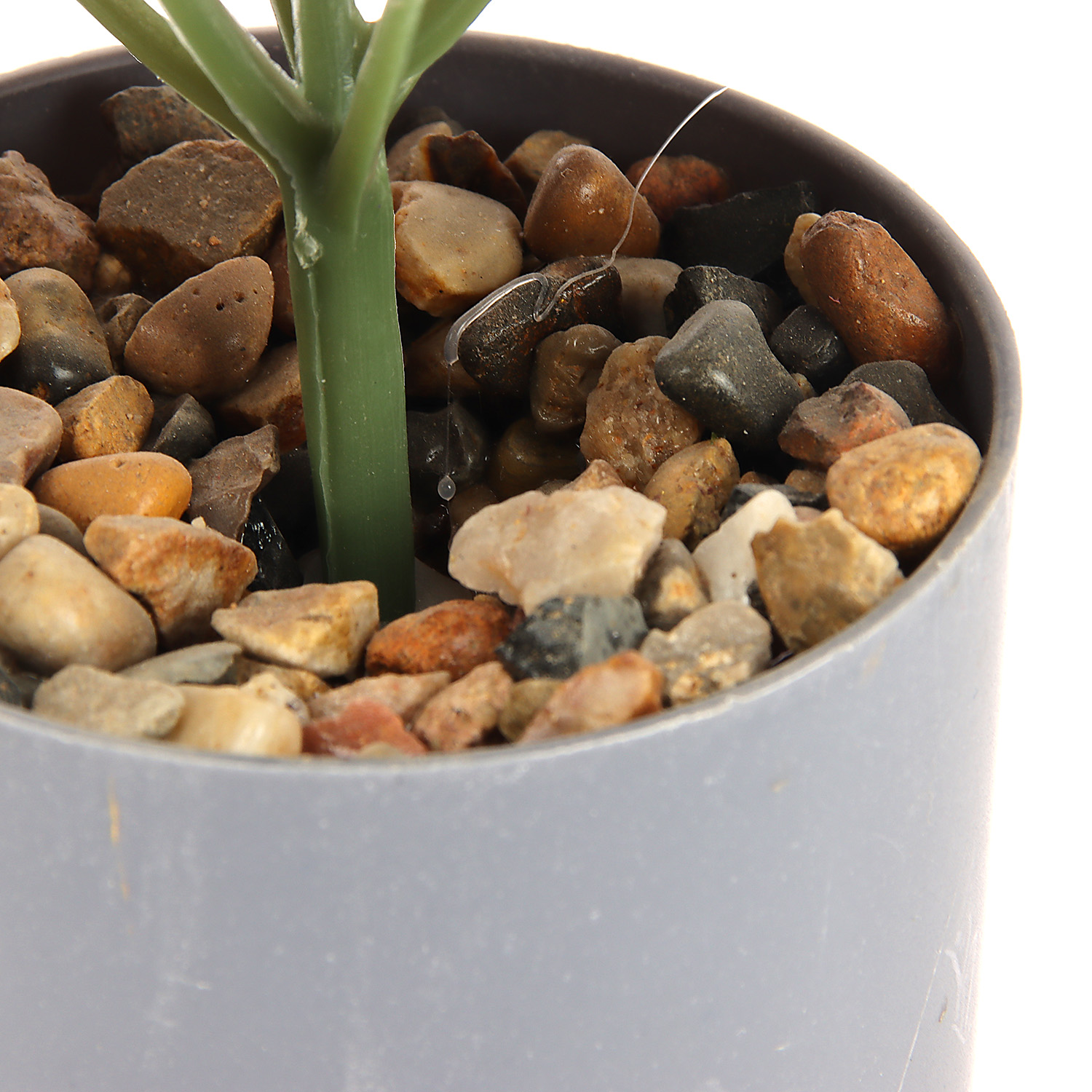 Бонсай в горшке "Алоказия колор" 7,5х15 см   10084572