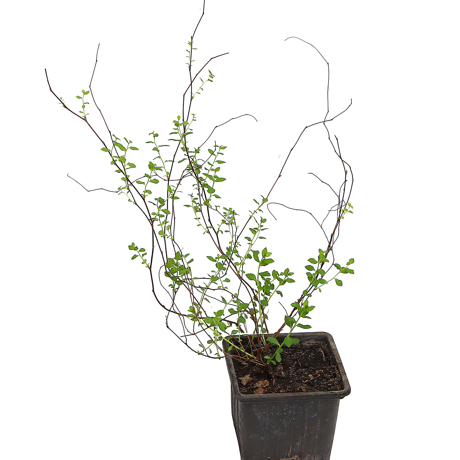 Спирея Грефшейм (серая)