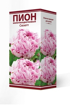 Пион молочноцветковый Сюзет 2-3/Кор