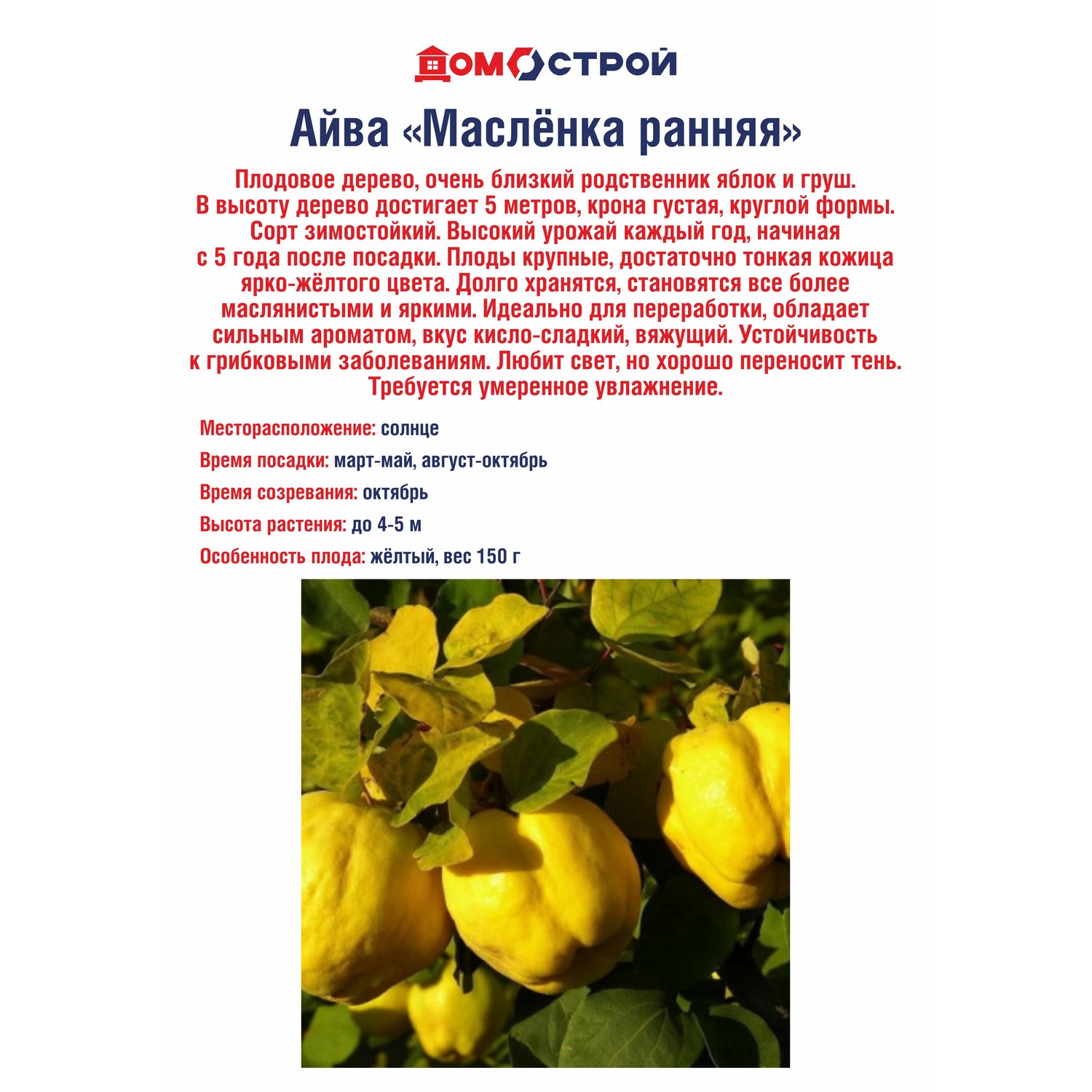 Айва Масленка ранняя Айва Масленка ранняя