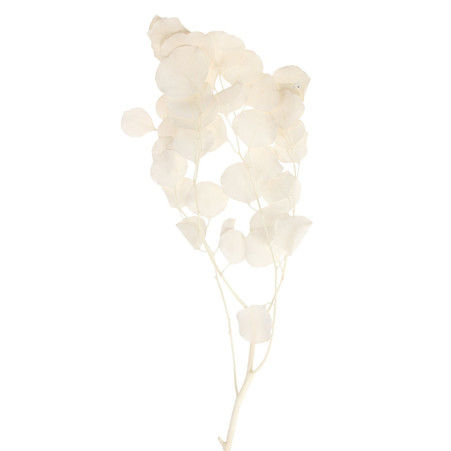 Сухоцвет персикого дерева, 50 г, длина — 70 см, цвет белый