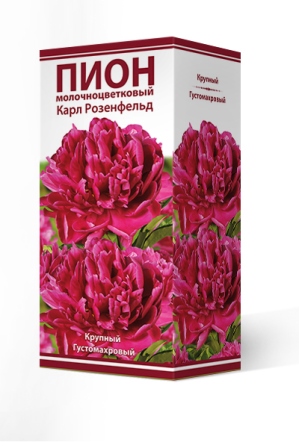 Пион молочноцветковый Карл Розенфельд 2-3Кор Пион молочноцветковый Карл Розенфельд 2-3Кор