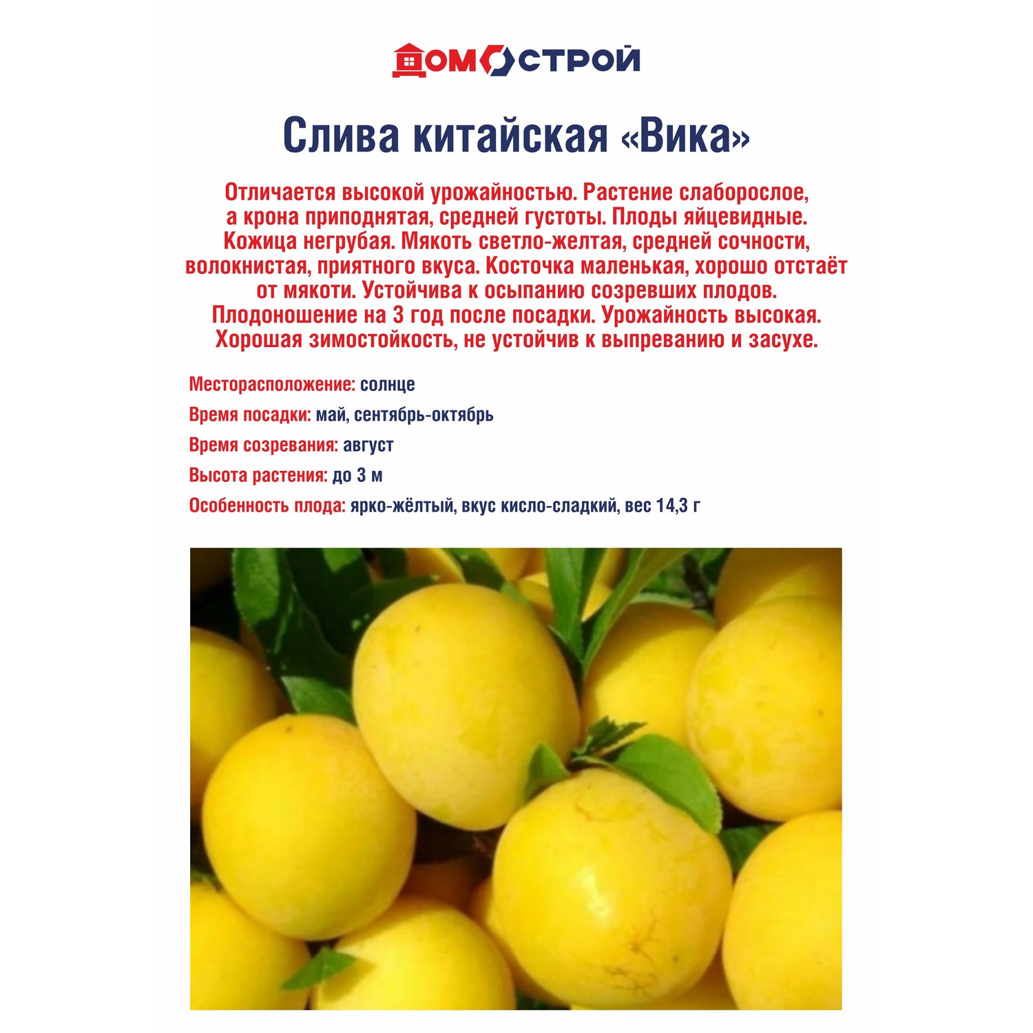 Слива Вика (китайская)