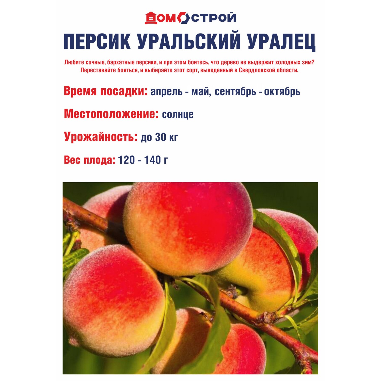 Персик Уральский Уралец Саженец 2 года Высота саженца   90-110см