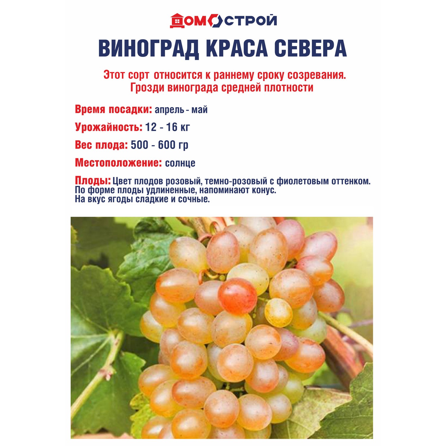 Виноград Краса севера