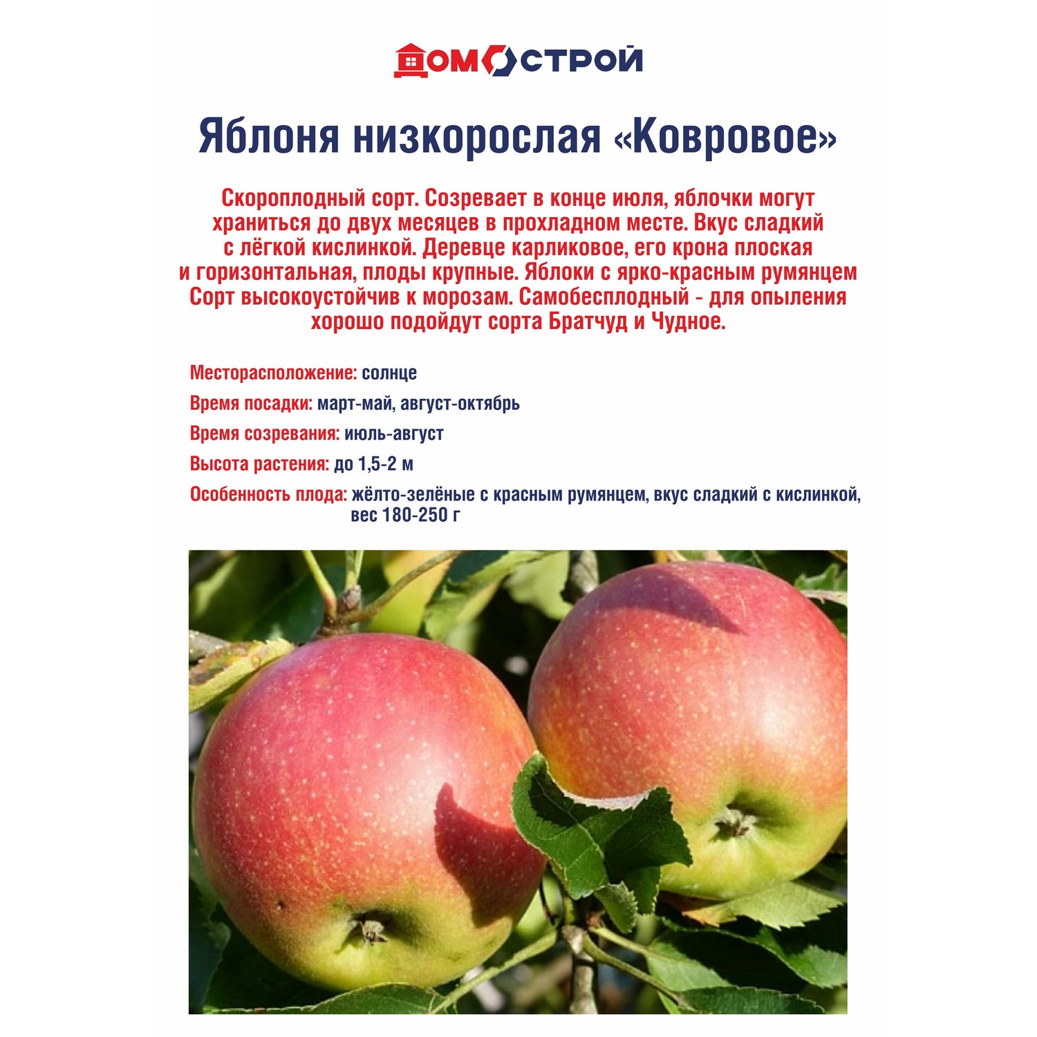 Яблоня низкорослая Ковровое