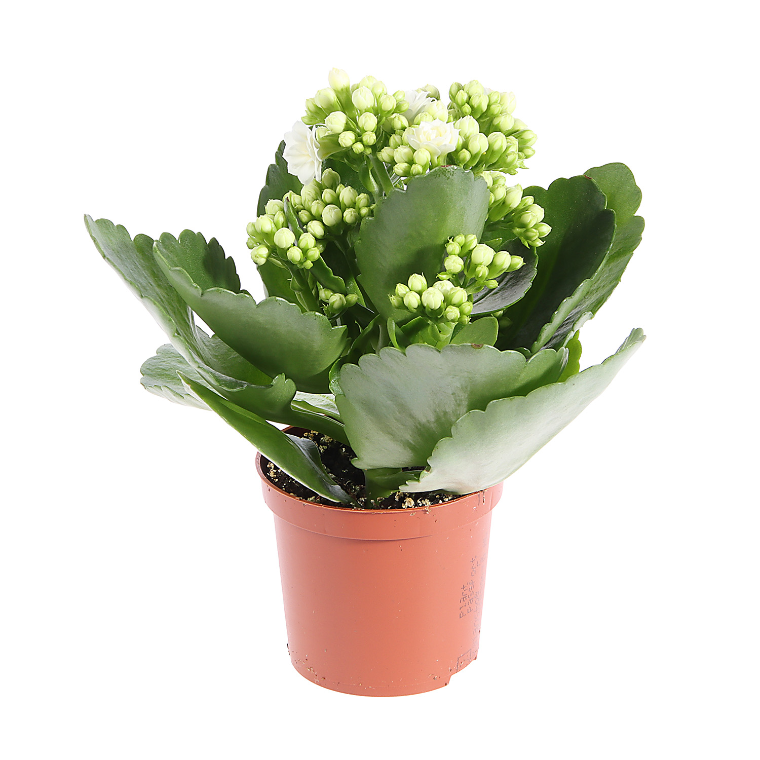 Каланхое микс D7 H15 *1/16