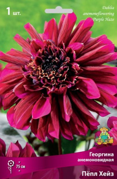 Георгина анемоновидная Пёпл Хейз IК