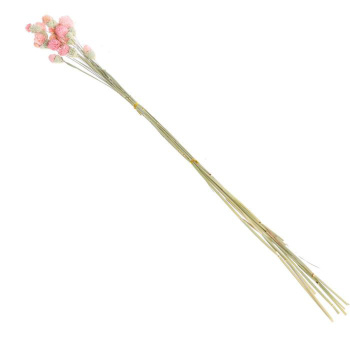 Сухоцвет "Гомфрена шаровидная" набор (от 17 до 20 шт), цвет розовый   6972090