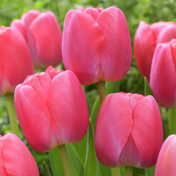Тюльпан Дарвинов гибрид Пинк Прайд 11-12/10шт