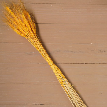 Сухой колос пшеницы, набор 50 шт, цвет желтый  4447387