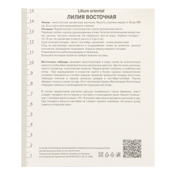 Лилия Восточная Лотус Бьюти 14-16/1шт