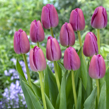 Тюльпан Дарвинов гибрид Пепл Прайд 11-12/10шт