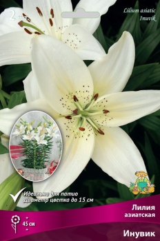 Лилия Азиатская Инувик 12-14/К 2шт