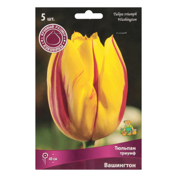 Тюльпан Триумф Вашингтон 12+/5шт