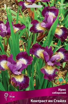 Ирис сибирский Контраст ин СтайлзК