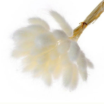 Сухие цветы лагуруса, набор 30 шт, цвет белый   7123621