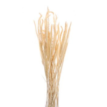 Сухоцвет Щетинник , белый, 30 - 50 г в упаковке  7749566