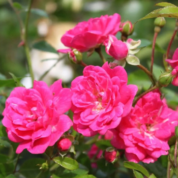 Роза почвопокровная Фейри Тейл