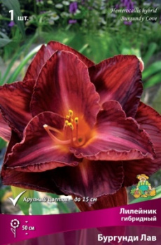 Лилейник гибридный Бургунди ЛавК