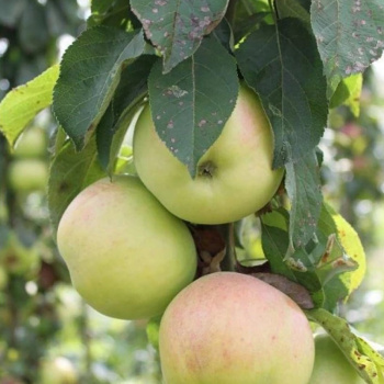 Яблоня колоновидная Президент