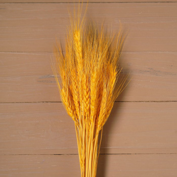 Сухой колос пшеницы, набор 50 шт, цвет желтый  4447387