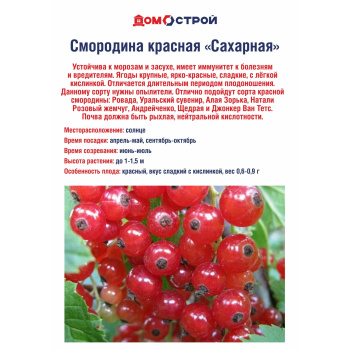 Смородина красная Сахарная