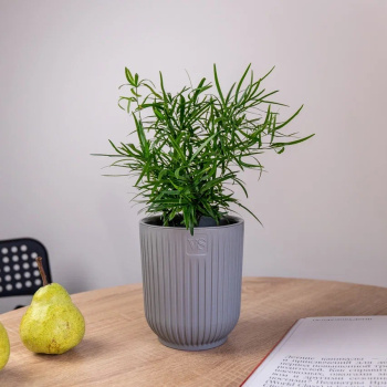 Кашпо пластм. "Эйва" 2,4л d верха 150мм h170мм со вставкой Серый АМО-2,4-03 ("VipSet") *1/12 Кашпо пластм. "Эйва" 2,4л d верха 150мм h170мм со вставкой Серый АМО-2,4-03 ("VipSet") *1/12