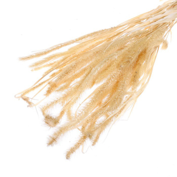 Сухоцвет Щетинник , белый, 30 -  50 г в упаковке   7749566