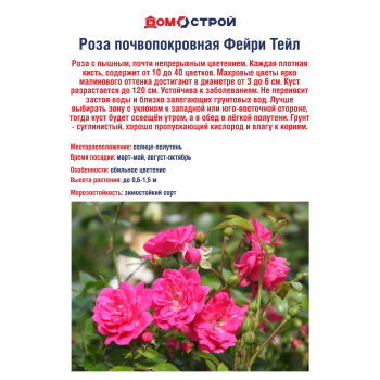 Роза почвопокровная Фейри Тейл