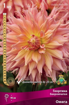 Георгина бахромчатая Омега IК