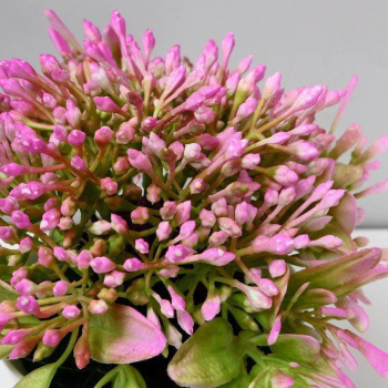 Бонсай в горшке "Горечавка" 10х15 см, микс 5201941