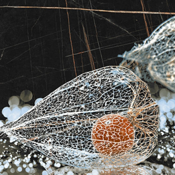 Плитка настенная Intercerama Fancy физалис, 500х230х8 мм, черный