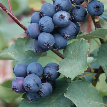 Ирга канадская Мартин